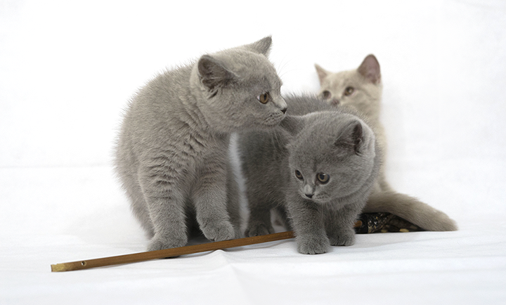 three kitties playing with each other