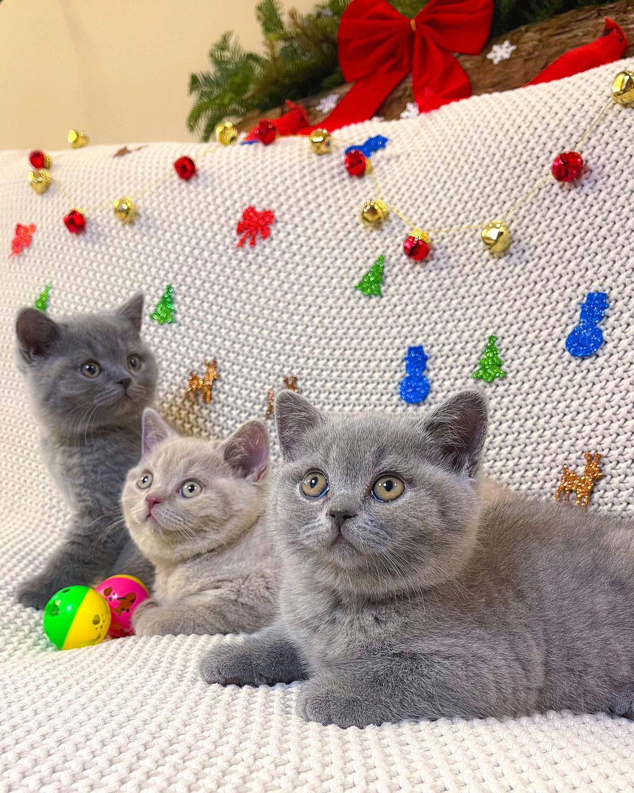 three british kittens in grey and lilac colors