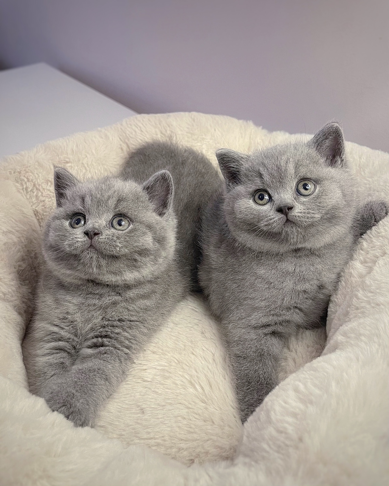 two grey british kittens