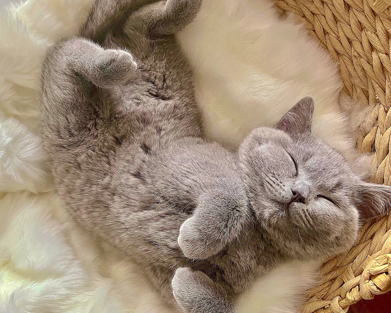 sleeping adorable british kitten