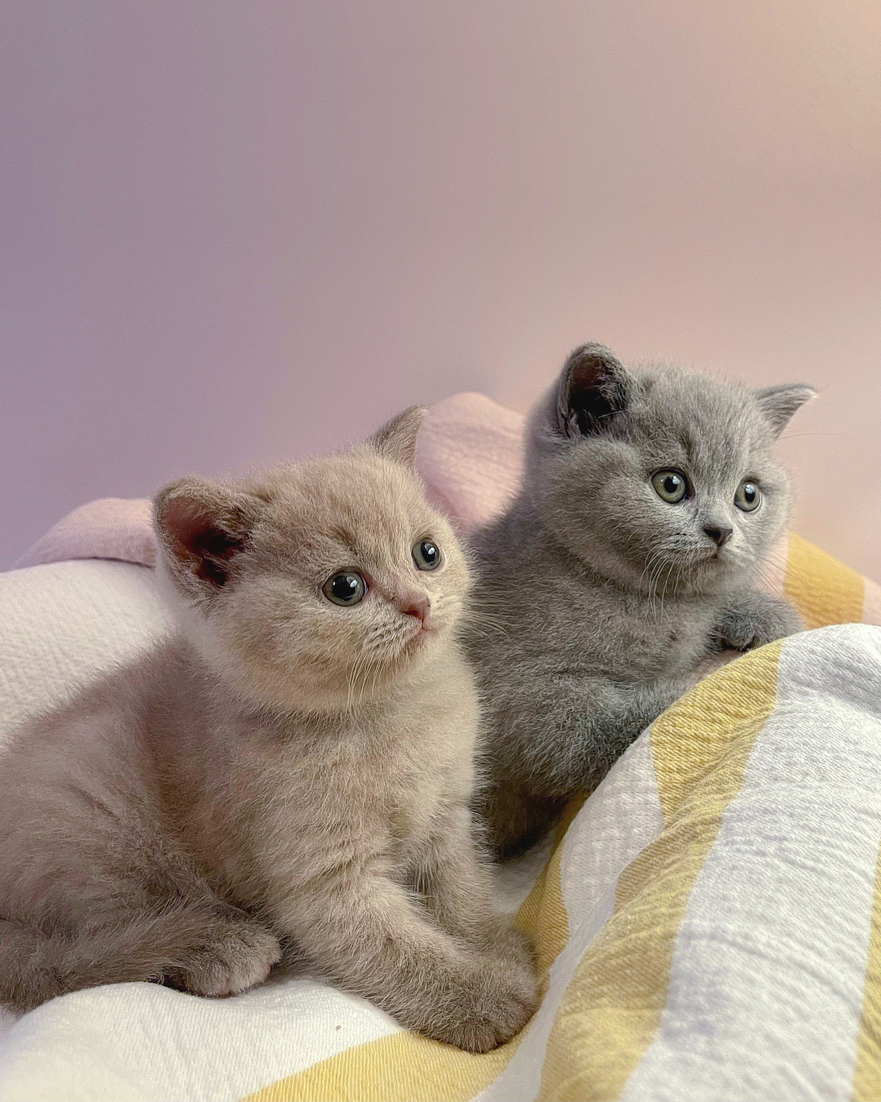 two british kittens in grey and lilac colors