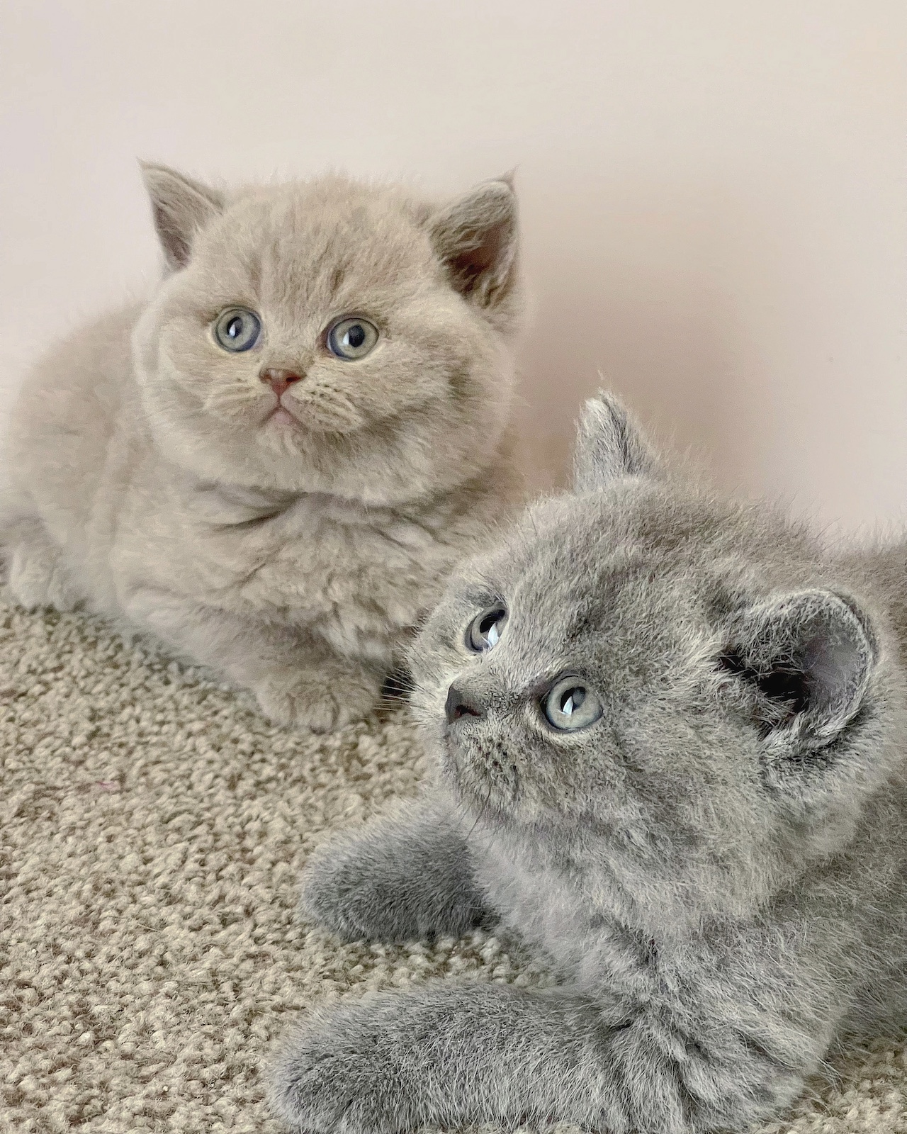 two british kittens in grey and lilac colors
